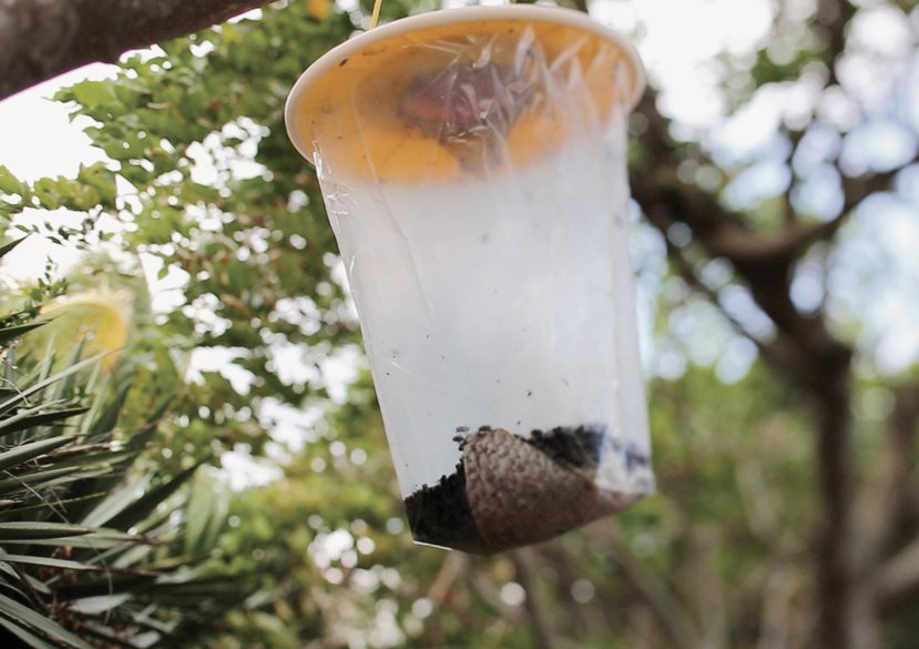 Gayle Chong Kwan, 'Plot', 2014