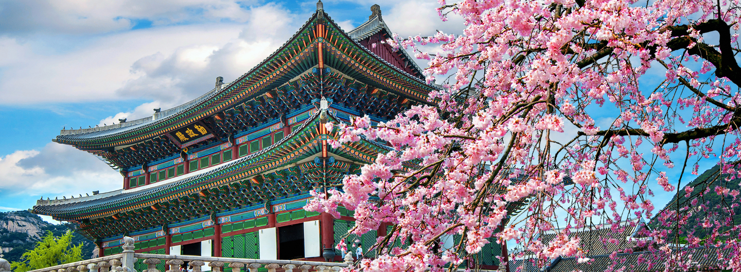 Gyeongbokgung Palace with cherry blossoms, Seoul, South Korea
