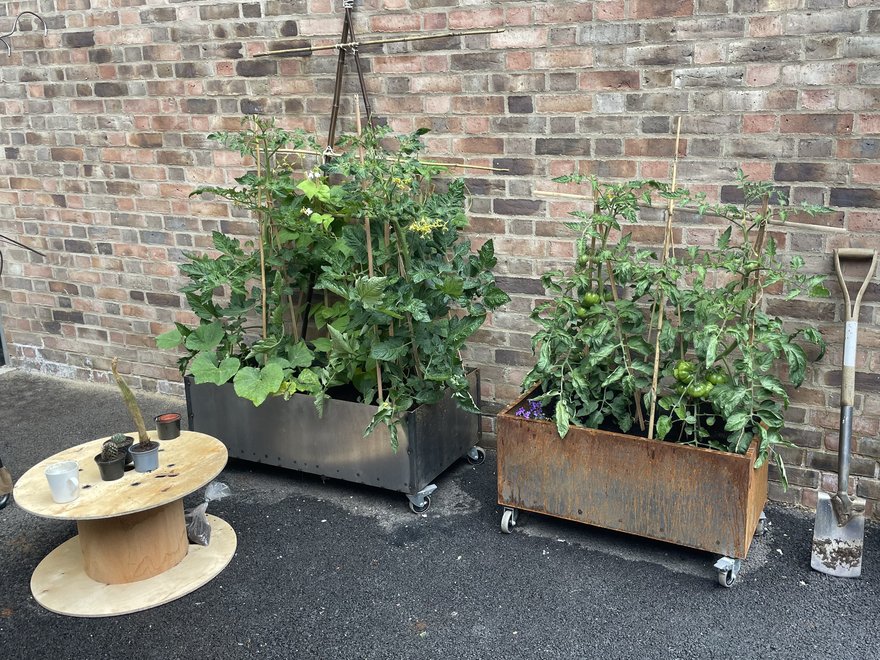 An image of two planters, spade and small table. The planters are full of plants including tomato plants.
