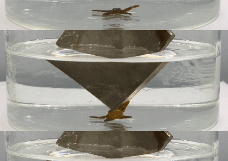 Soft robotics – 3D printable materials that respond to stimuli