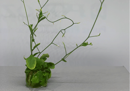 Soilless Cultivation – collaboration with Imperial on 3D printed hydrogels for crops