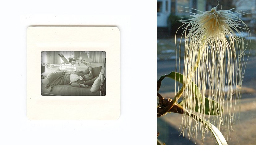 A split image showing on the left a photographic slide depicting an interior scene with furniture and a person, and on the right a close-up of a plant with a fluffy seed head and numerous long, thin, dangling root-like structures.