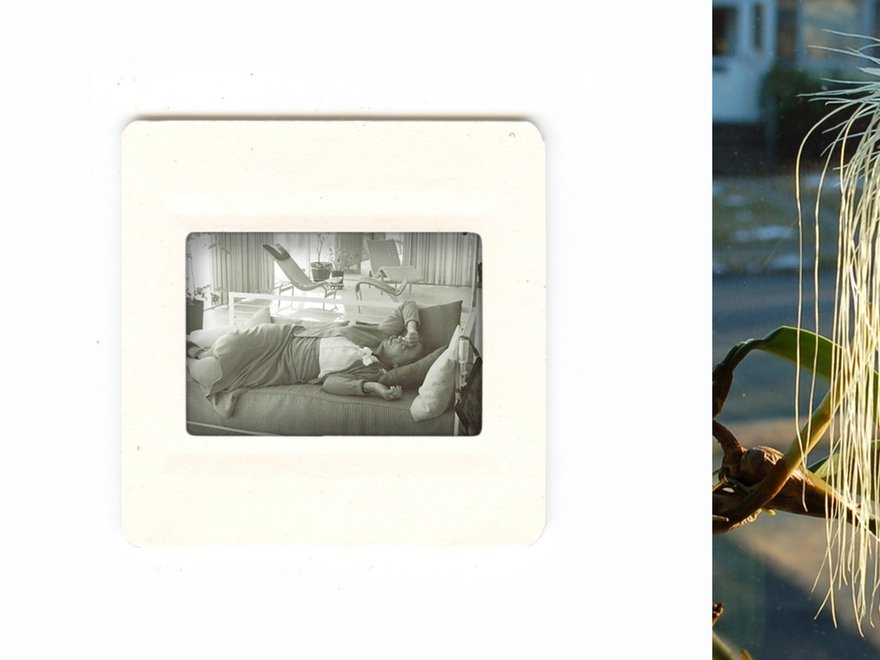 A split image showing on the left a photographic slide depicting an interior scene with furniture and a person, and on the right a close-up of a plant with a fluffy seed head and numerous long, thin, dangling root-like structures.