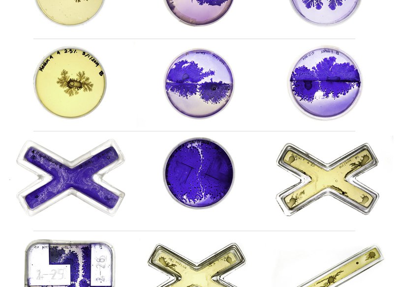 Bacterial morphotypes, Design assemblages project