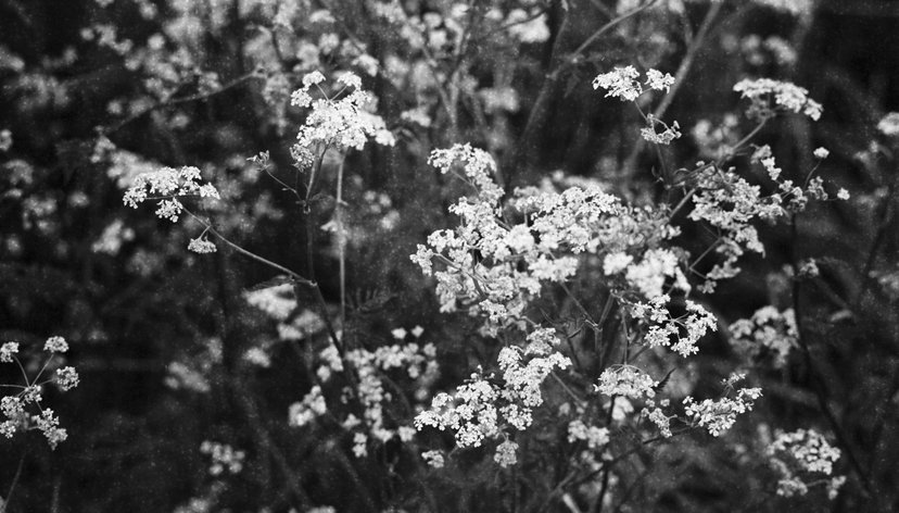 Umbellifer (Anthriscus sylvestris)