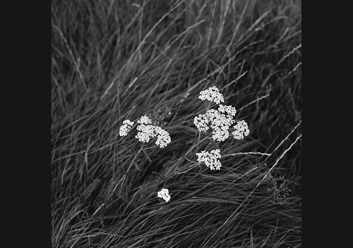 Winter Yarrow 2