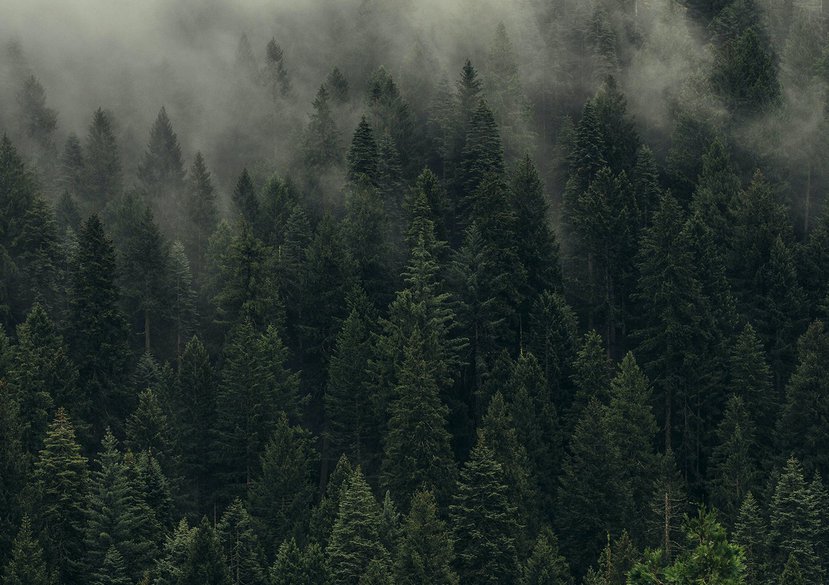 Carbon Forest Products 2