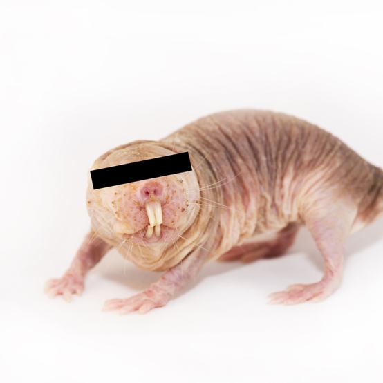 Naked Mole-rat Redacted Portrait part of RAT.systems by Julie Freeman, photo by Lorna Faulkes