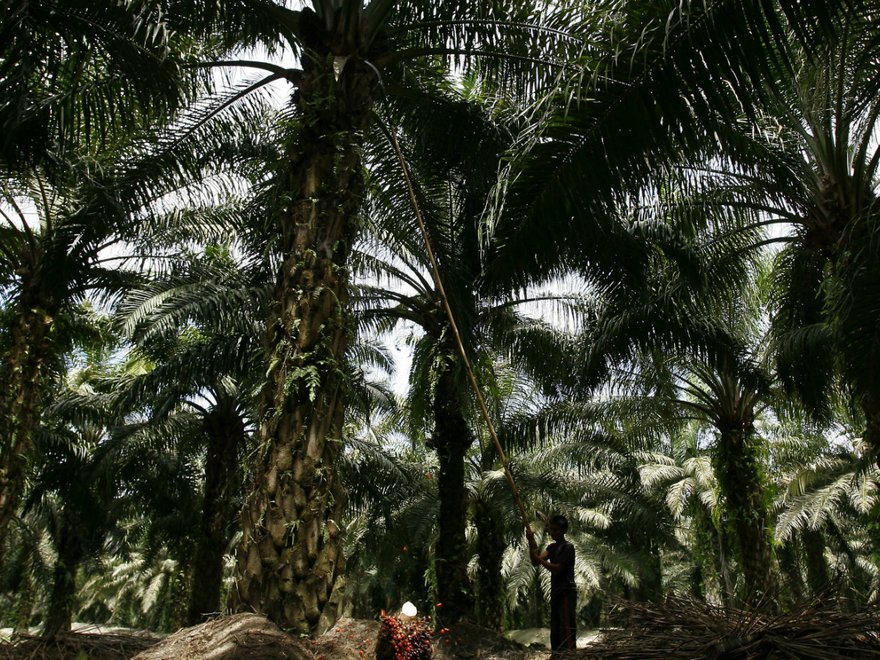 Commercial Palm Oil Plantation, Central Kalimantan, January 2019: Christina Leigh Geros