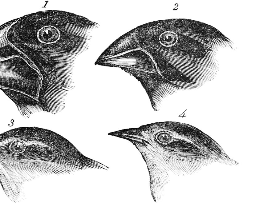 Pencil sketches of different finches heads