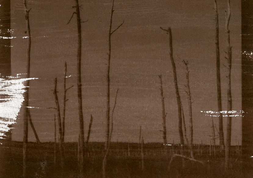 A salt print of loblolly pine ghost forest in the Blackwater National Wildlife Refuge in Church Creek, Dorchester County, Md.