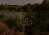 Sunflowers dot the banks of El Rio Grande River in the border town of Laredo, Texas.