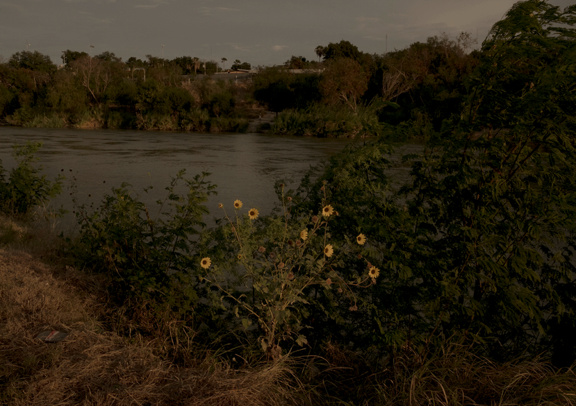 Sunflowers dot the banks of El Rio Grande River in the border town of Laredo, Texas.