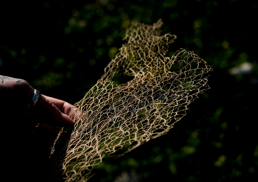 A dried cactus fibre in Ein Qiniya, Palestine.