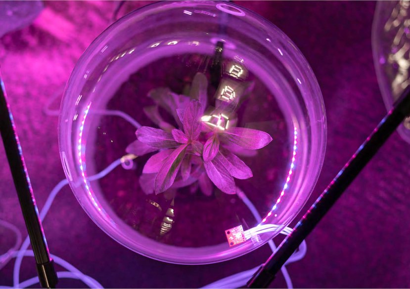 Zenodesign, Johanna Schmeer, (Design PhD, 2021)