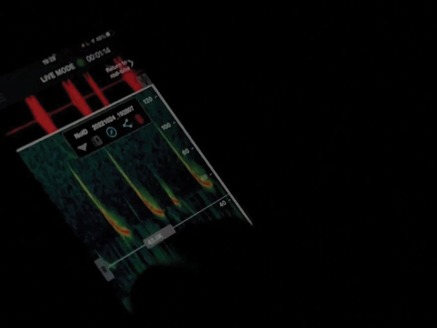 Yingting Chao, William Gibbs, Xiaotong Lai, Lanzhi Zhang, Polyphonic Listening, field recording, 2022