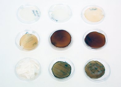 Wheat straw transformation with Acetobacter to produce bacterial cellulose, Miriam Ribul, 2019