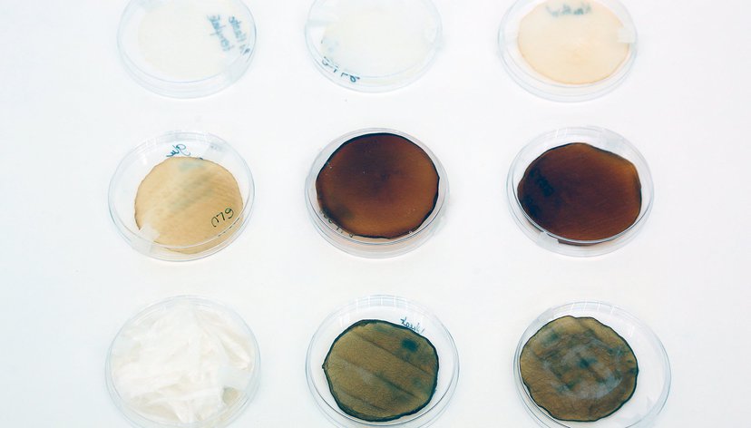 Wheat straw transformation with Acetobacter to produce bacterial cellulose, Miriam Ribul, 2019