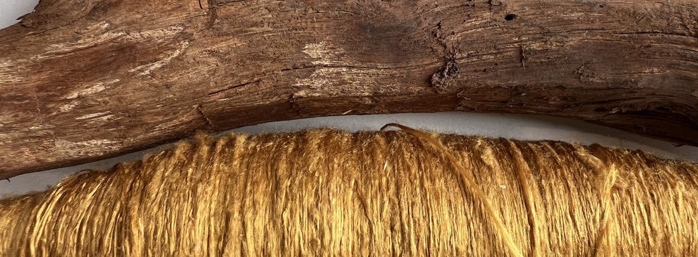 Maclura cochinchinensis (cockspur thorn) and sample of silk dyed using heartwood