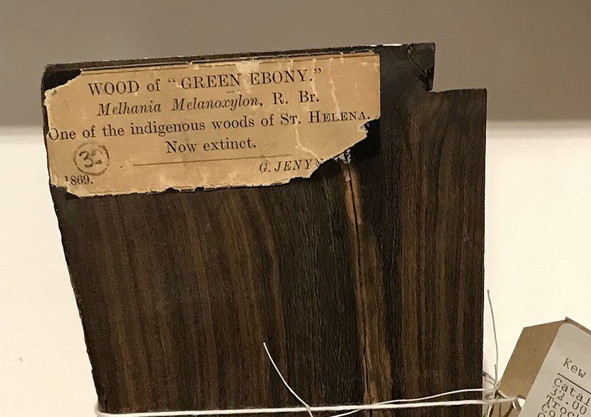 Sample of extinct Green Ebony from Kew’s Economic Botany Collection, Royal Botanic Gardens, Kew, London.