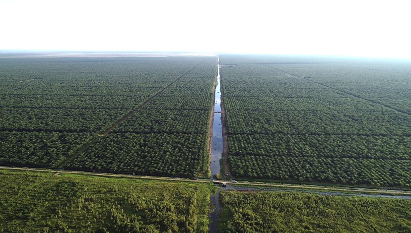 Commercial Palm Oil Plantation, Central Kalimantan, January 2019: Kaiwen Yu