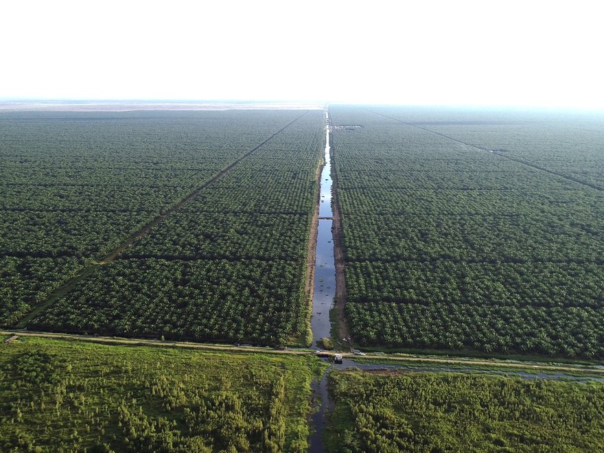 Commercial Palm Oil Plantation, Central Kalimantan, January 2019: Kaiwen Yu