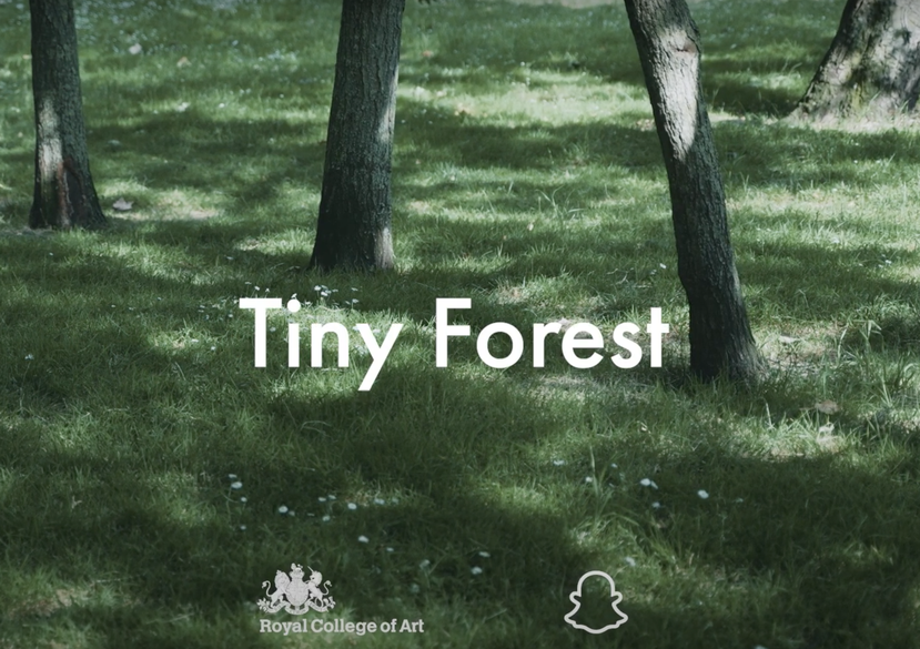 Tiny Forest