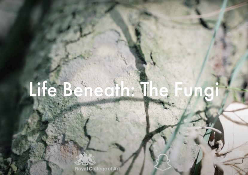 Life Beneath the Fungi