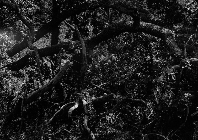 ‘Delta Imaginaries’ 120 mm film – Letea Forest, Romania, 2024