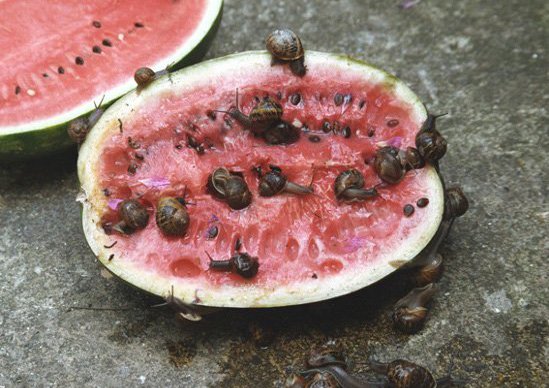 Viva La Vida, 2010, c-type print on aluminum. 50 x 60cm