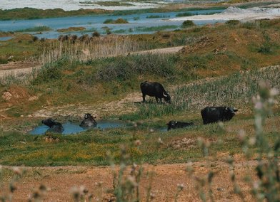 Wetland Disappearance, Credit_ Deniz Sabuncu