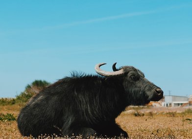 Wetland Disappearance, Credit_ Deniz Sabuncu
