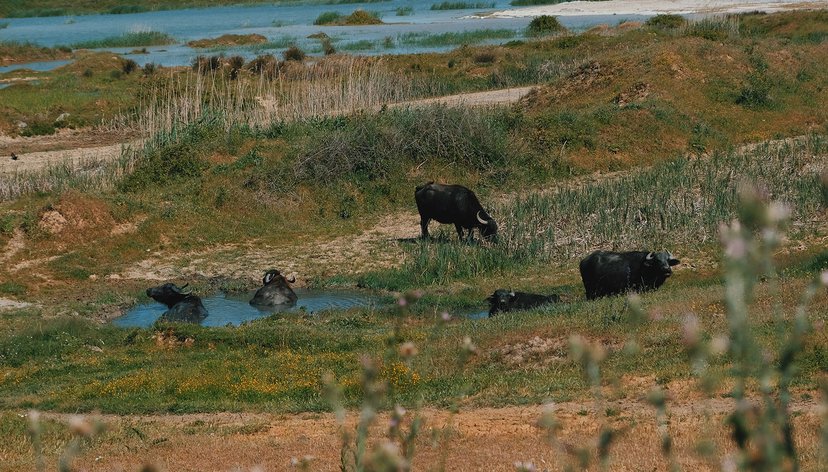 Wetland Disappearance, Credit_ Deniz Sabuncu