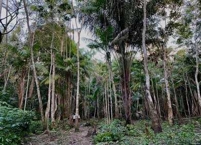 Forest near the the lower Tapajós River in Pará - a tributary of the Amazon