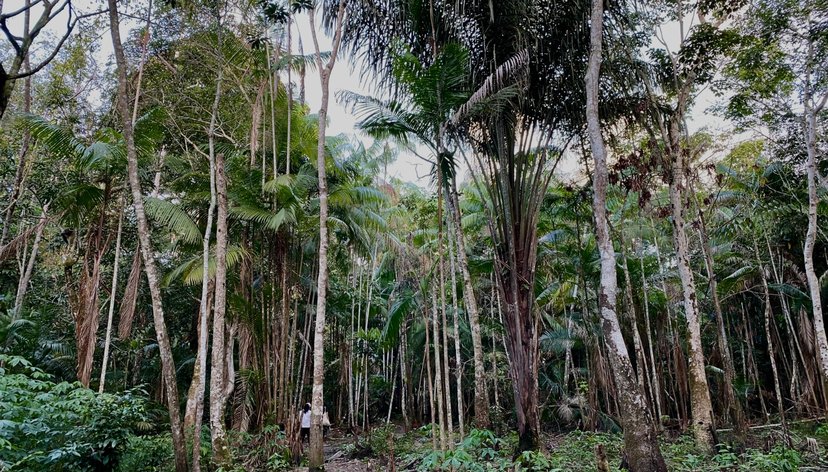 Forest near the the lower Tapajós River in Pará - a tributary of the Amazon