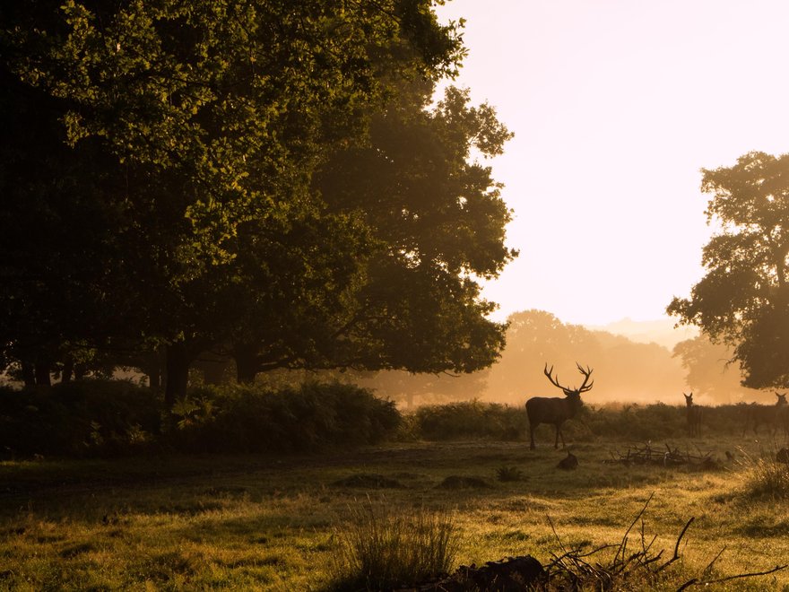 Richmond Park