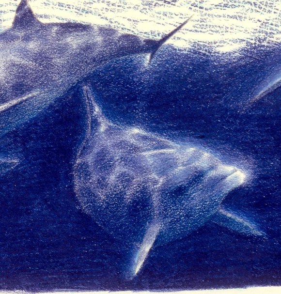 Dolphins, by Ian Andrew (1987)