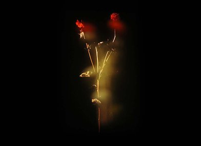 Ghosts by Sara Hibbert