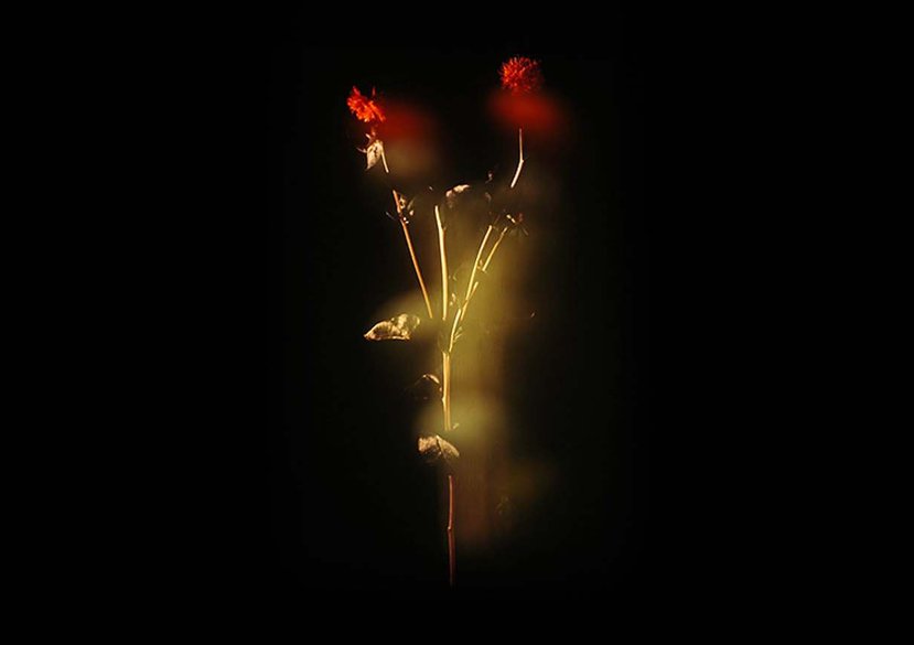 Ghosts by Sara Hibbert