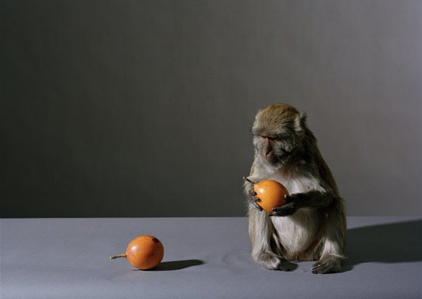 Portrait of a Monkey with Fruit