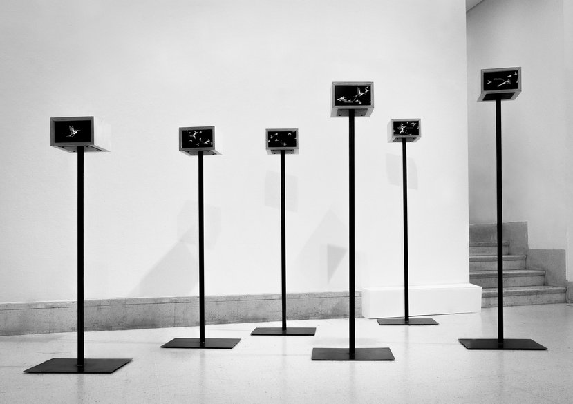 j.hardiker 'Trochilidae [hummingbird]'