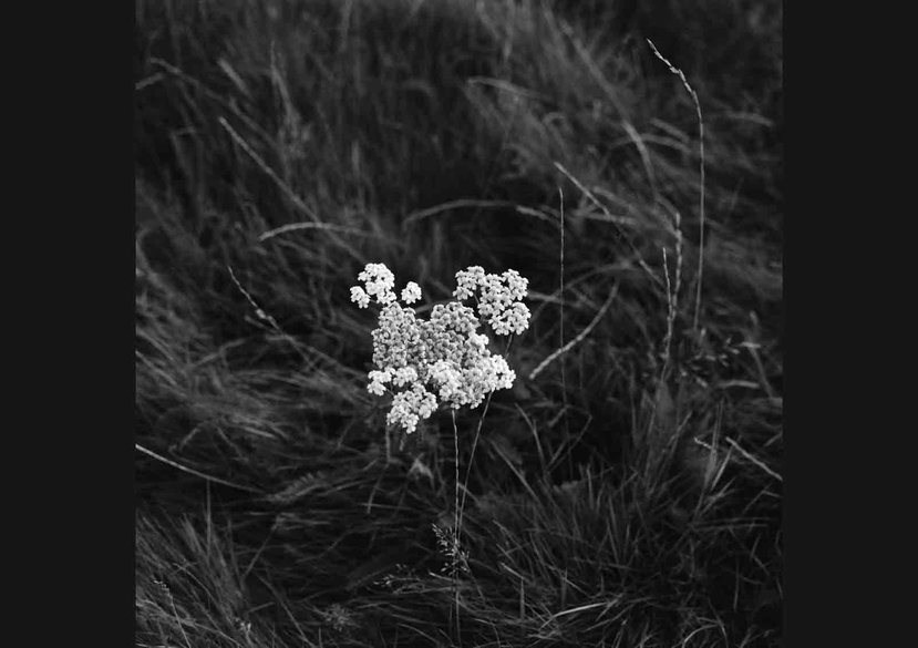 Winter Yarrow