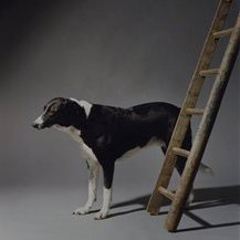 Professor Olivier Richon