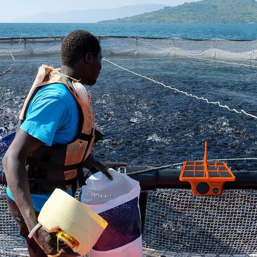 Ziwa Vision introduces a way to feed farmed fish more sustainably. Photo: Sven Winkler Von Stiernhielm
